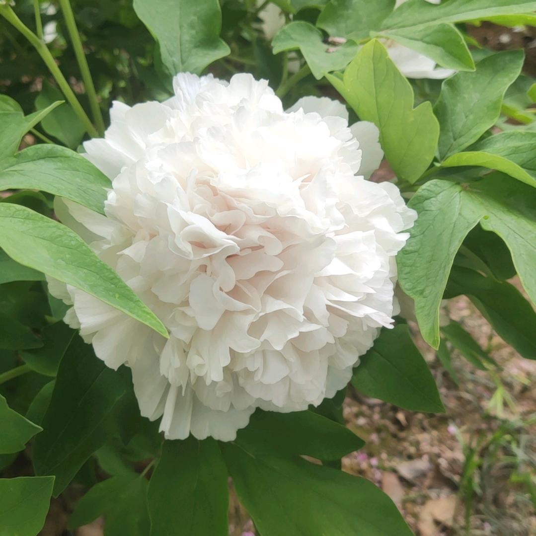 🦋小煤球⁷²¹