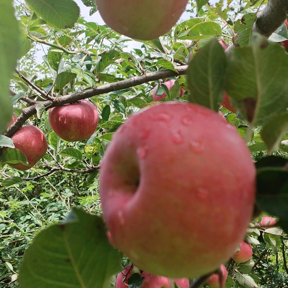 盐源苹果果农