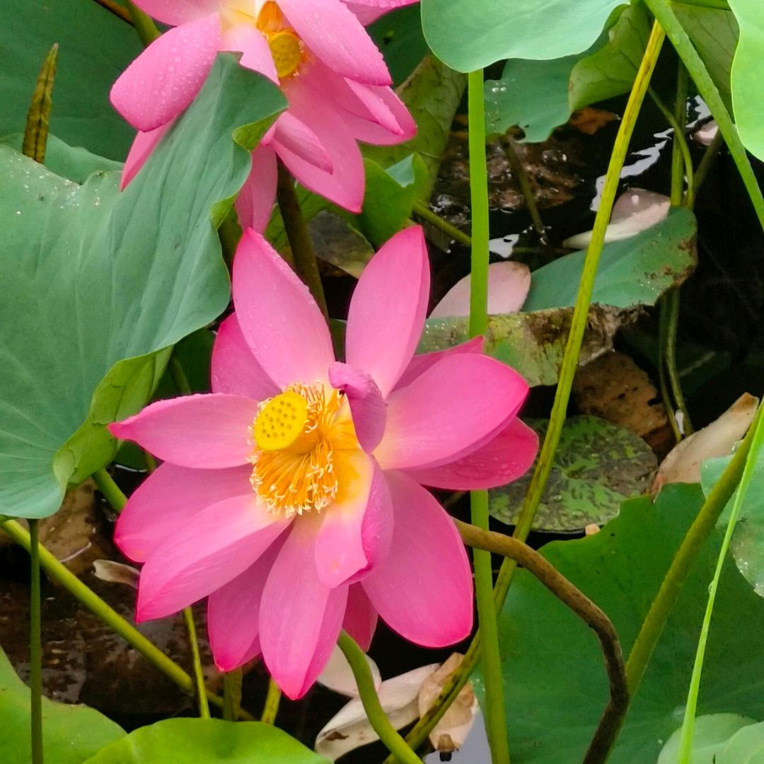 月格