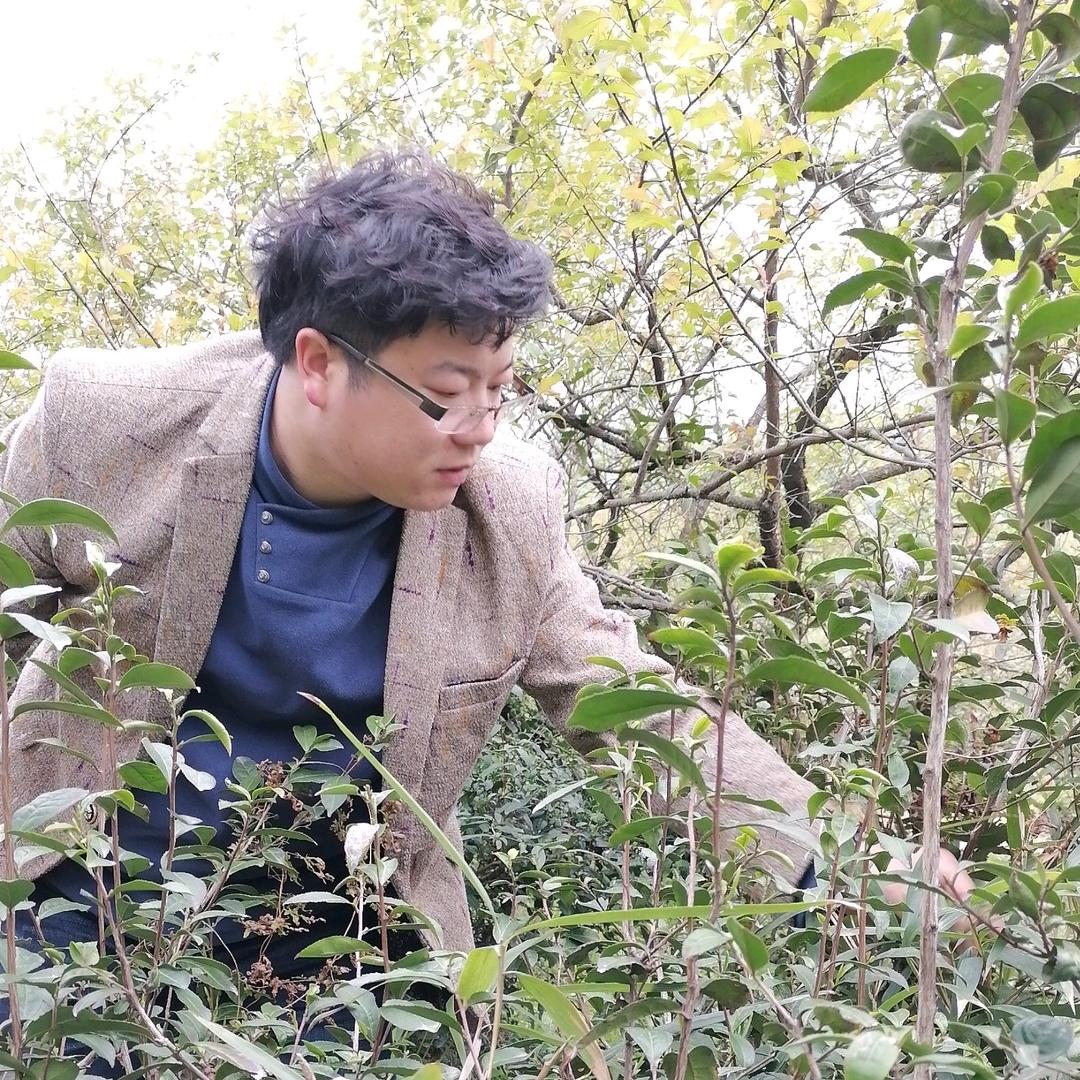 宸府梅家茗茶甄选