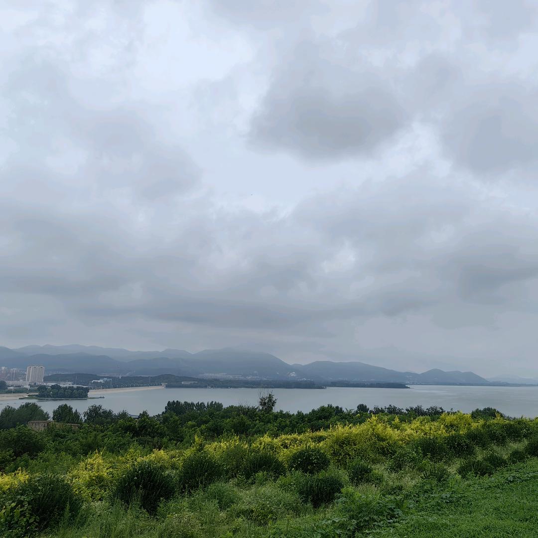 茶香满园眼里飘香