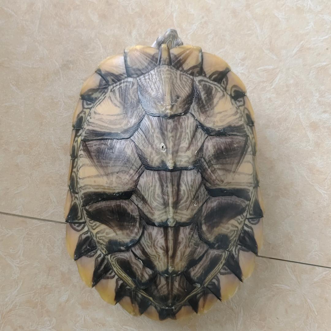 没法玩