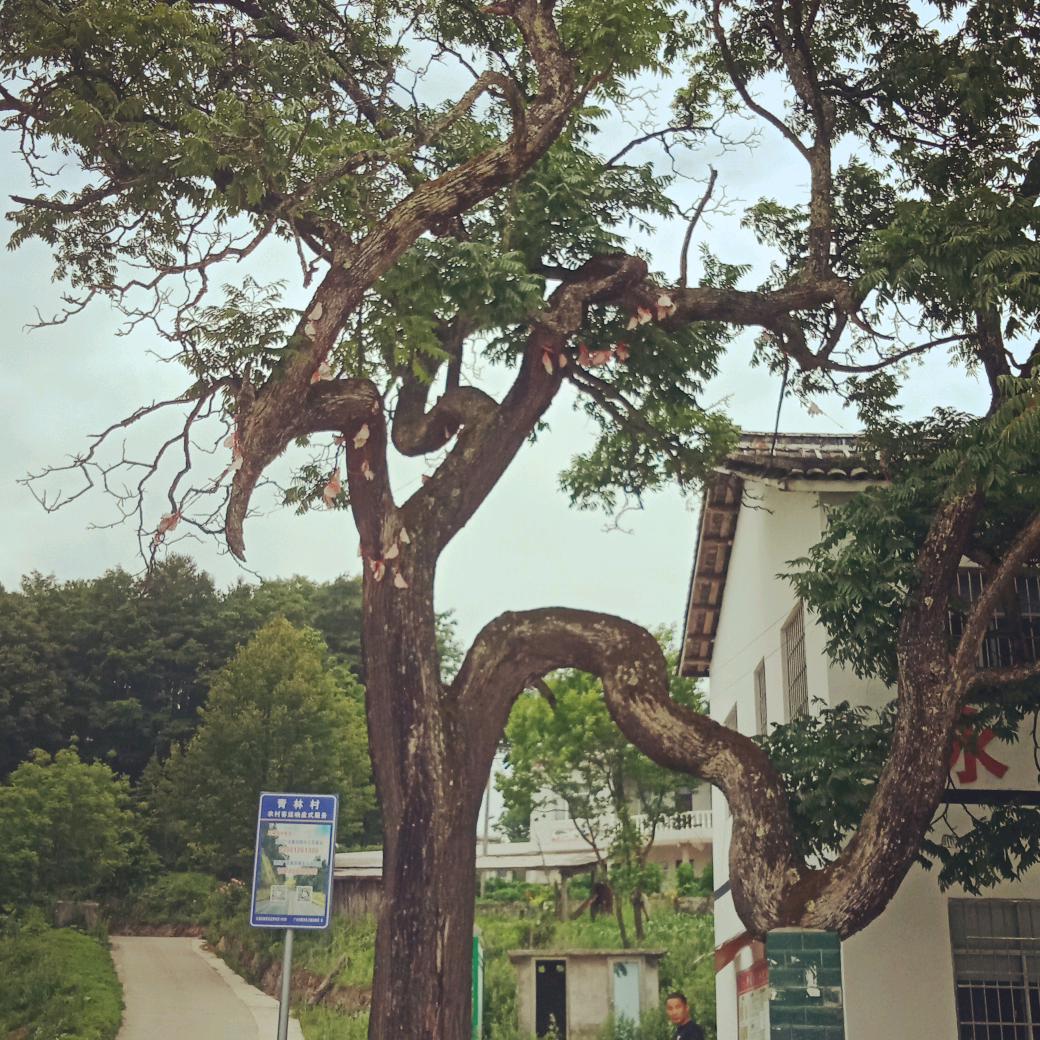 农村人
