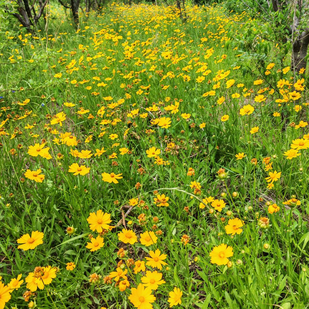 军歌《不定时直播》《回族》