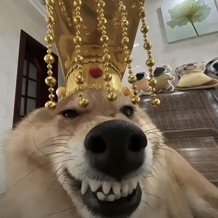 Z哈哈哈