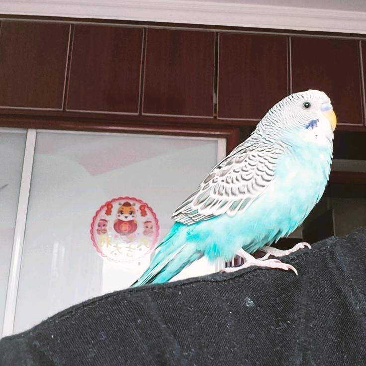 元宝🦜鹦鹉学长