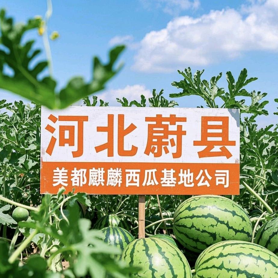 台农河北蔚县基地