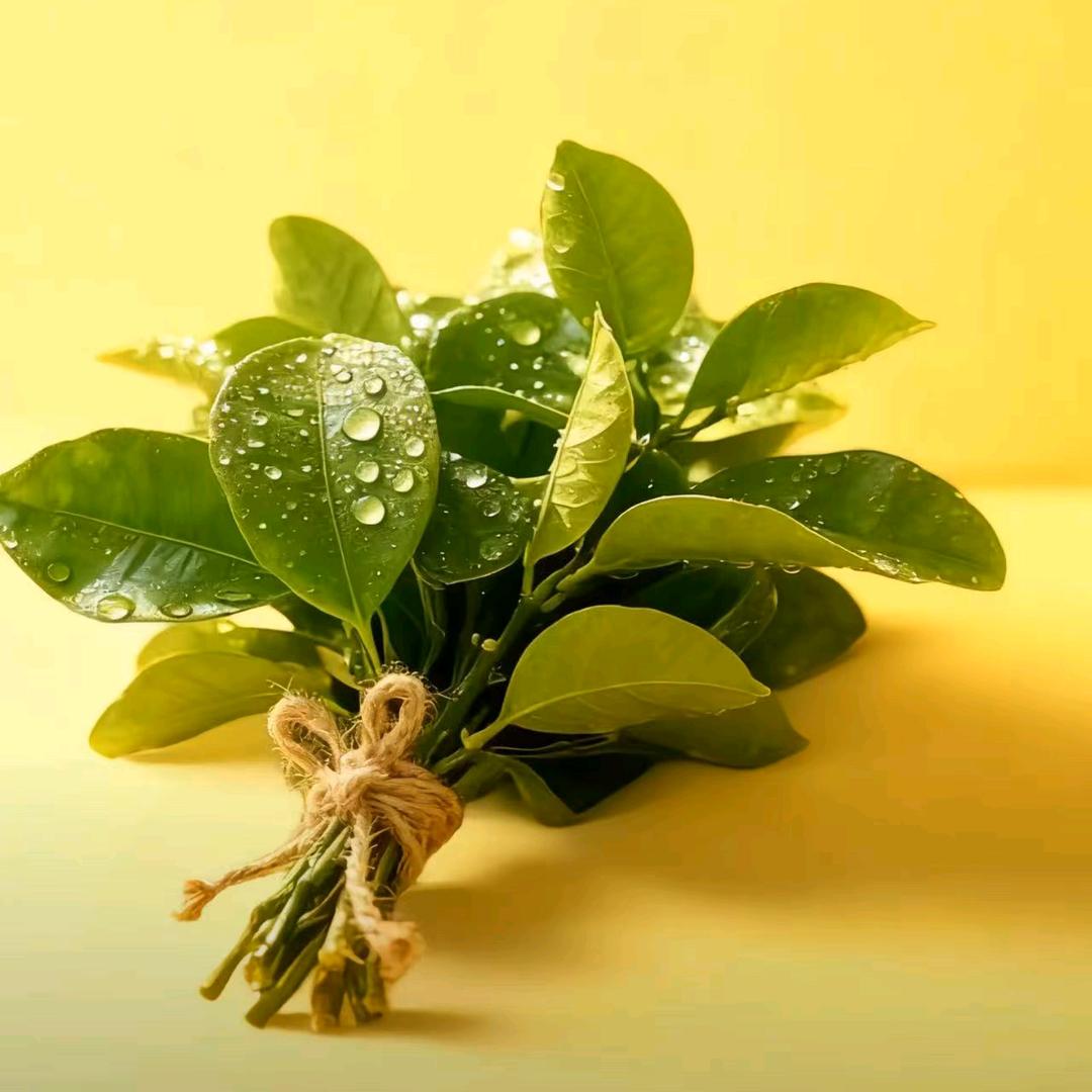 呆呆喜欢开心果❤️❤️