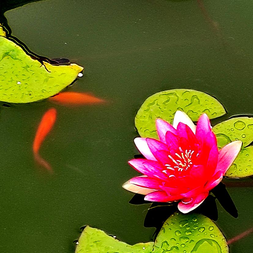 浅秋