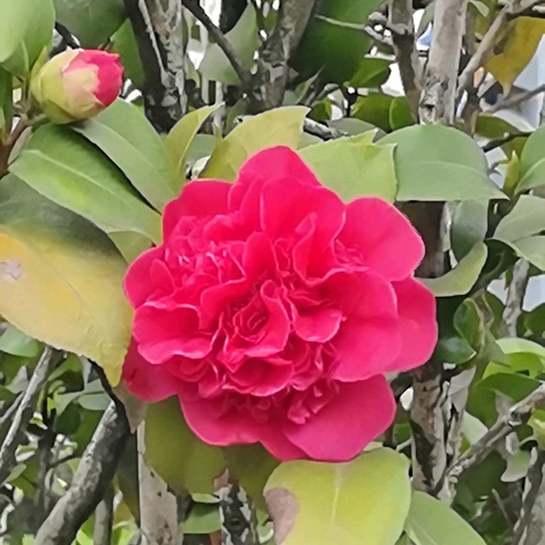 小乔