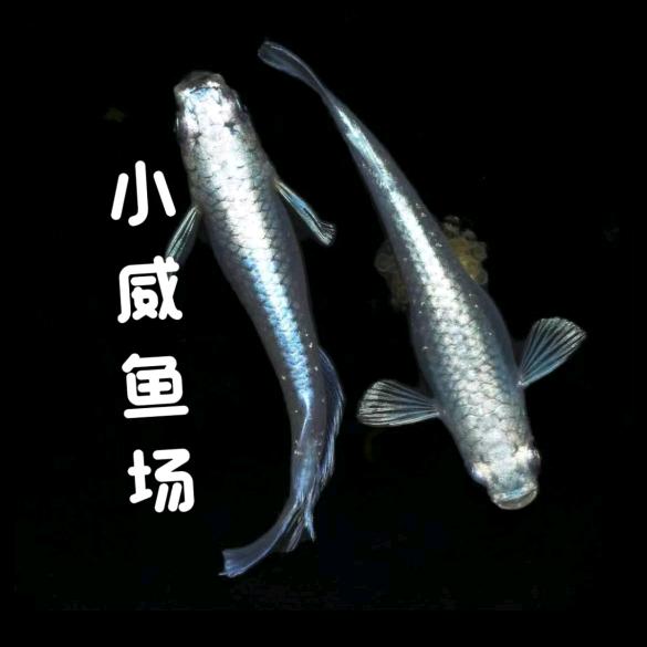 养鱼👉付大嫂👈