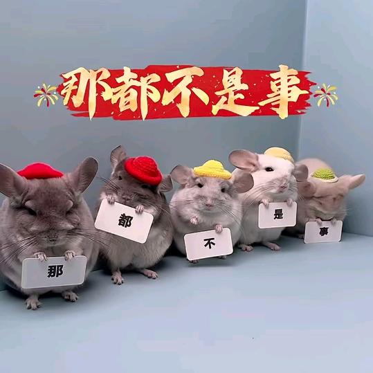 舍→_→得