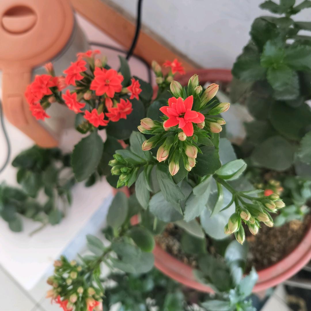 蜜橘