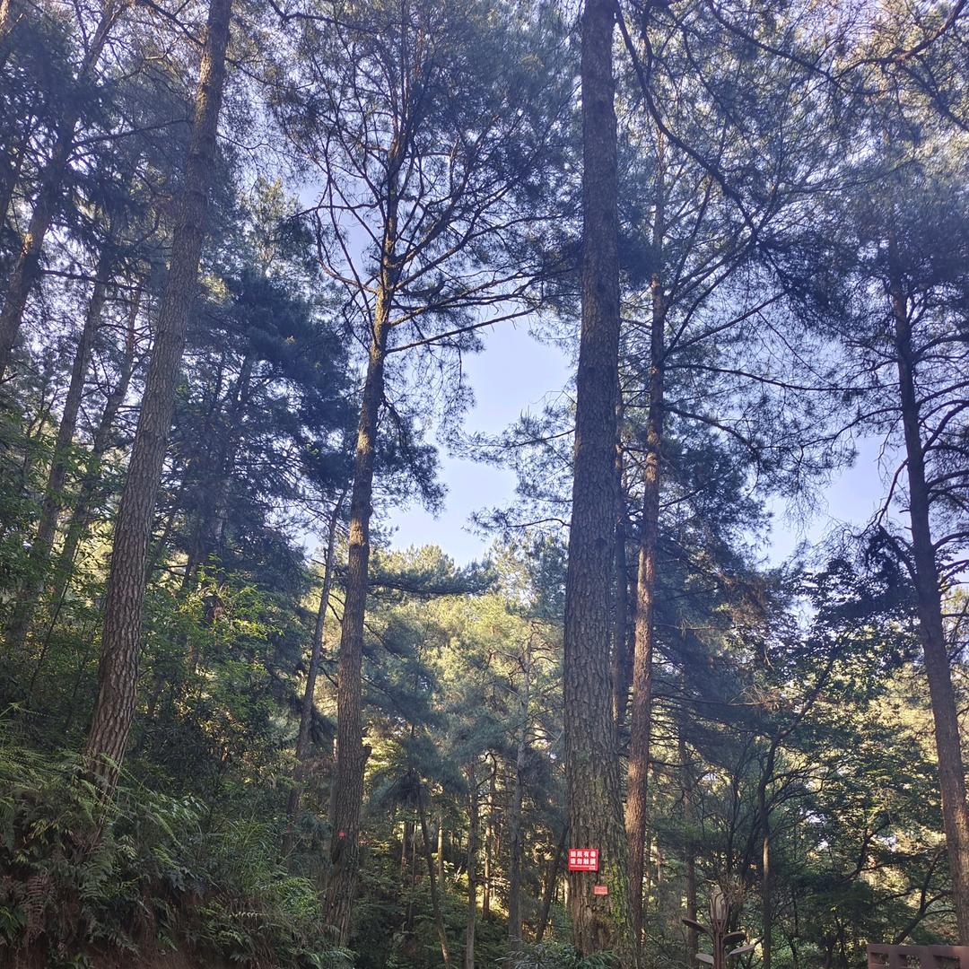 独宠🌺