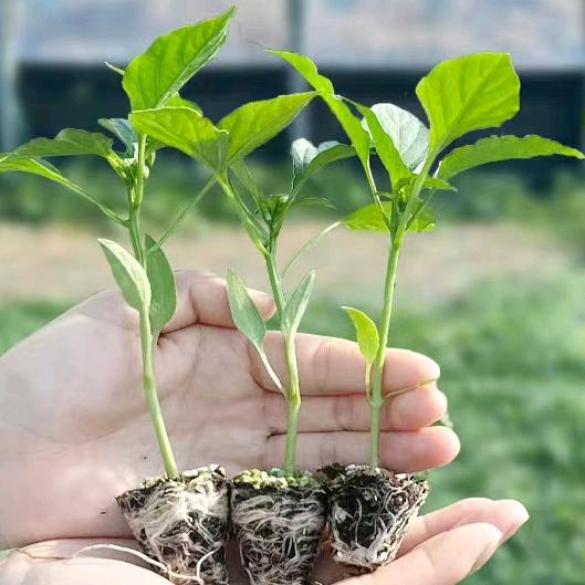 刘三妹的小苗圃