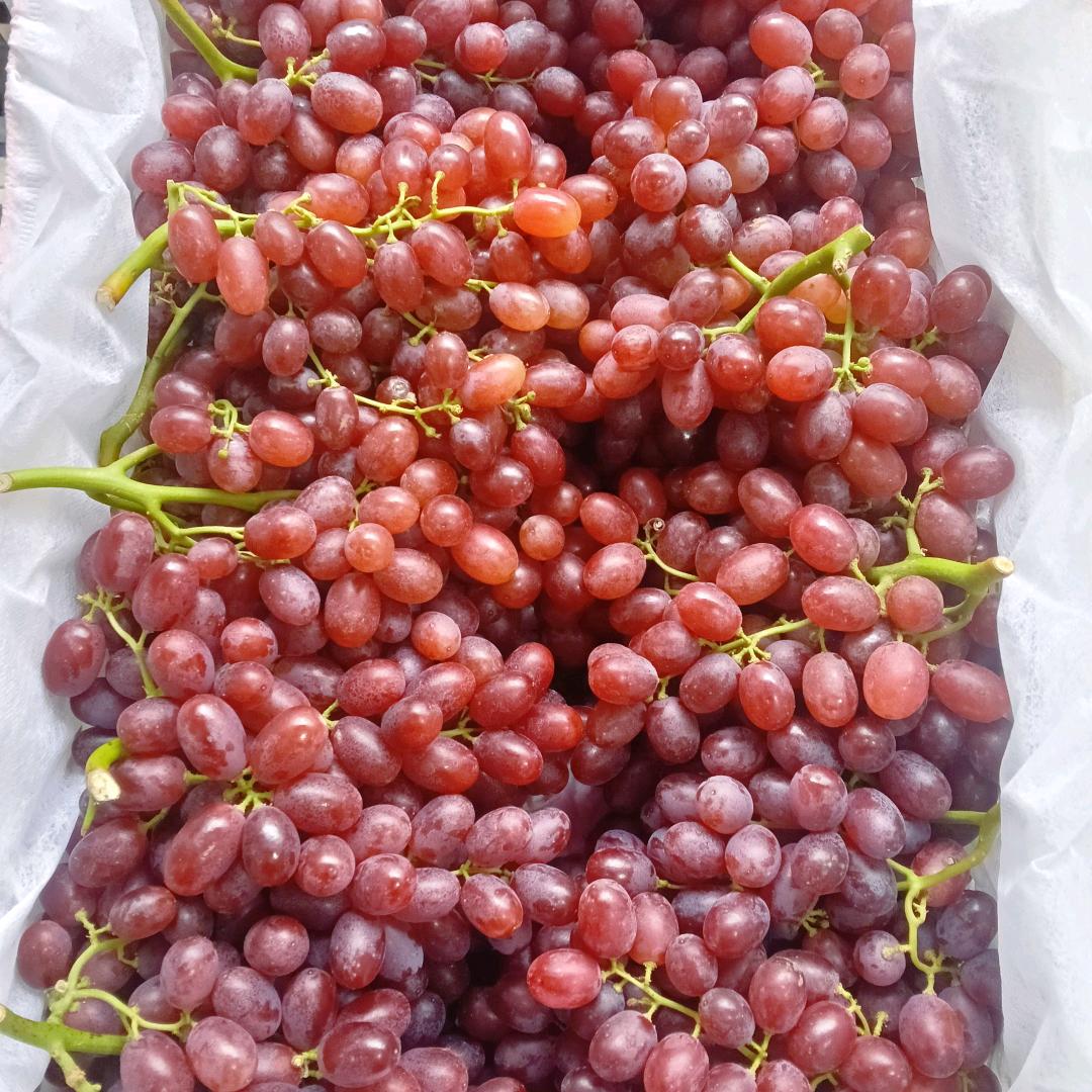 京山果蔬哥爱唱歌