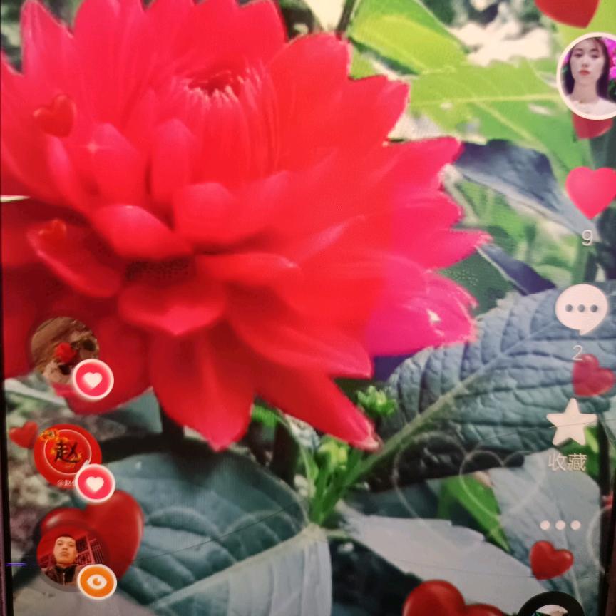 31611685138，雪莲花二小姐