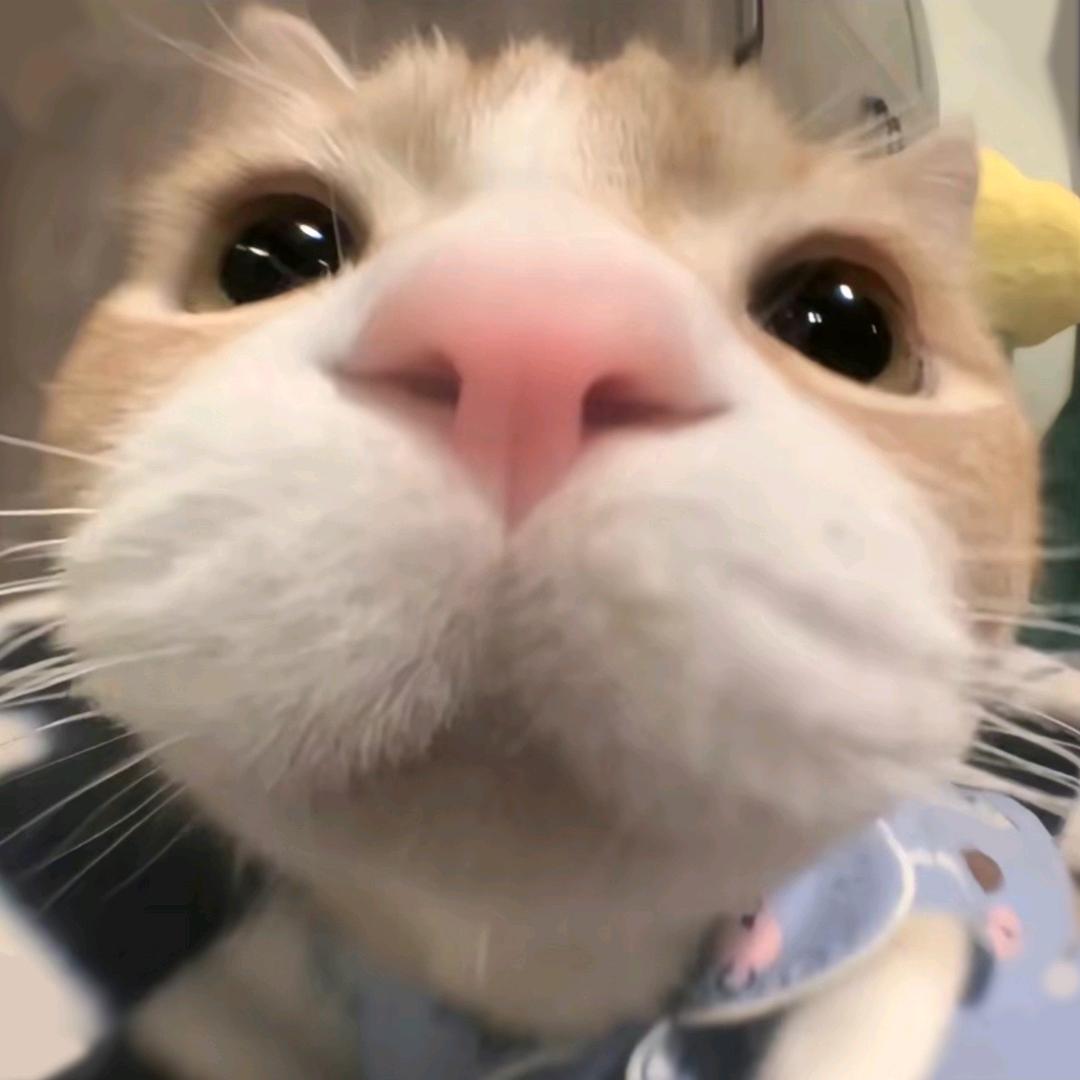 猪仔煲捞粉