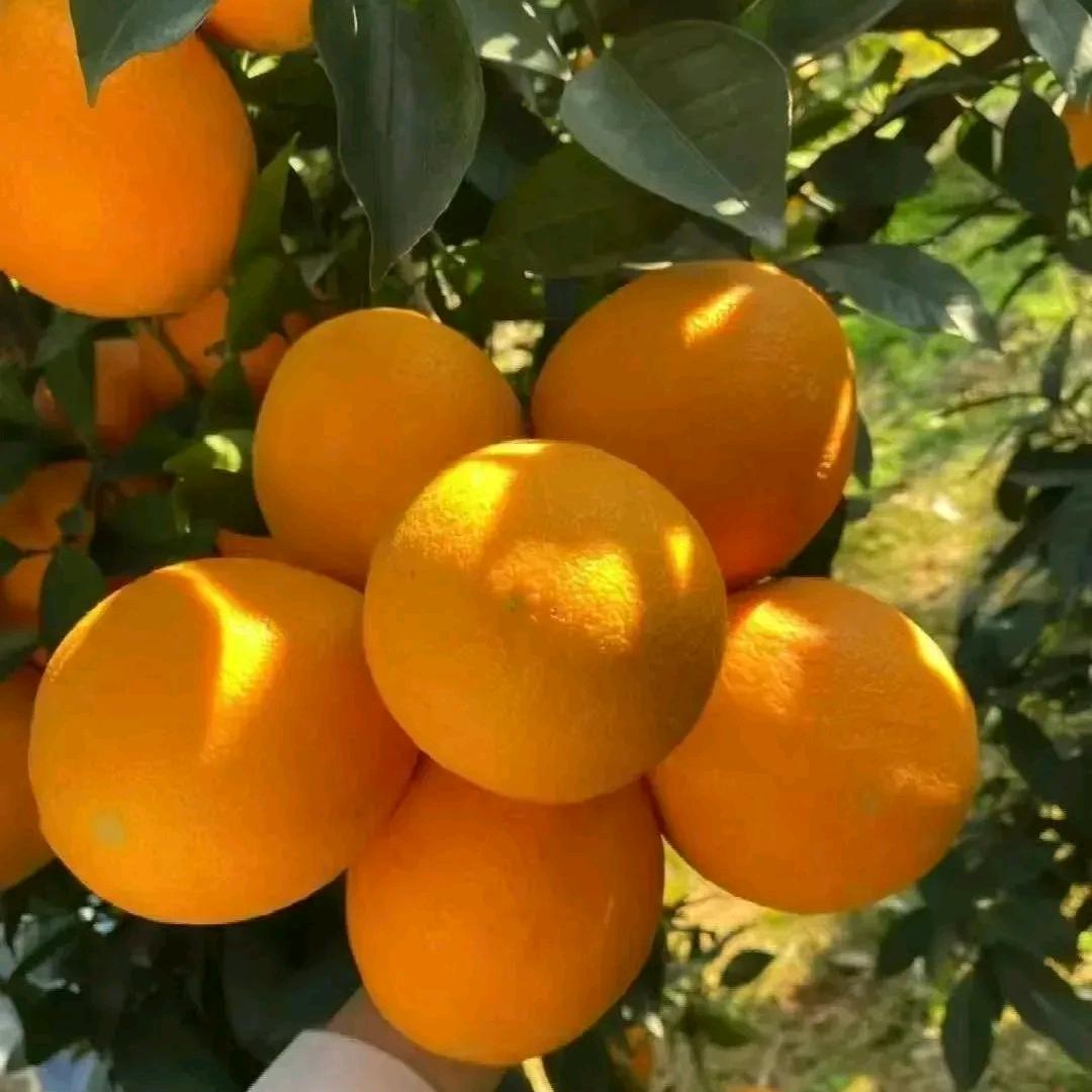 小施商城