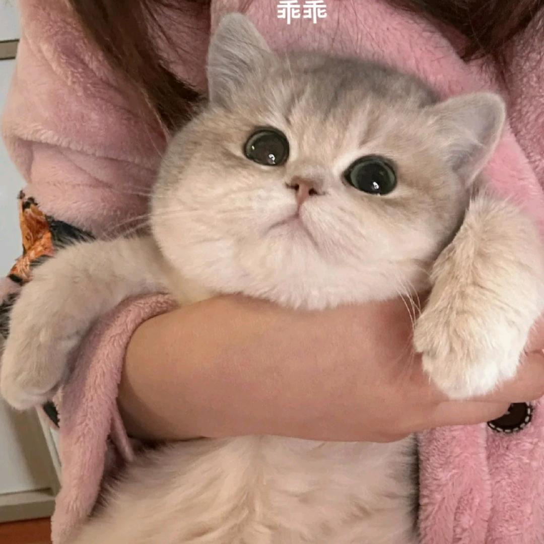 盈崽快跑头像