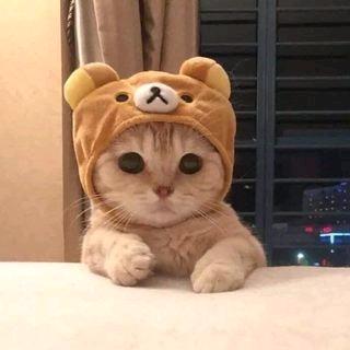 张小波艺校.小狸
