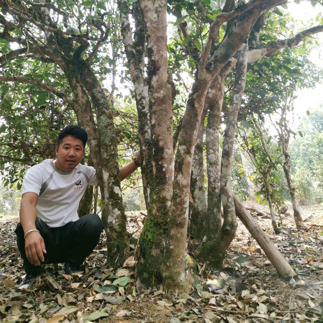 茶农世家 专做普洱古树茶