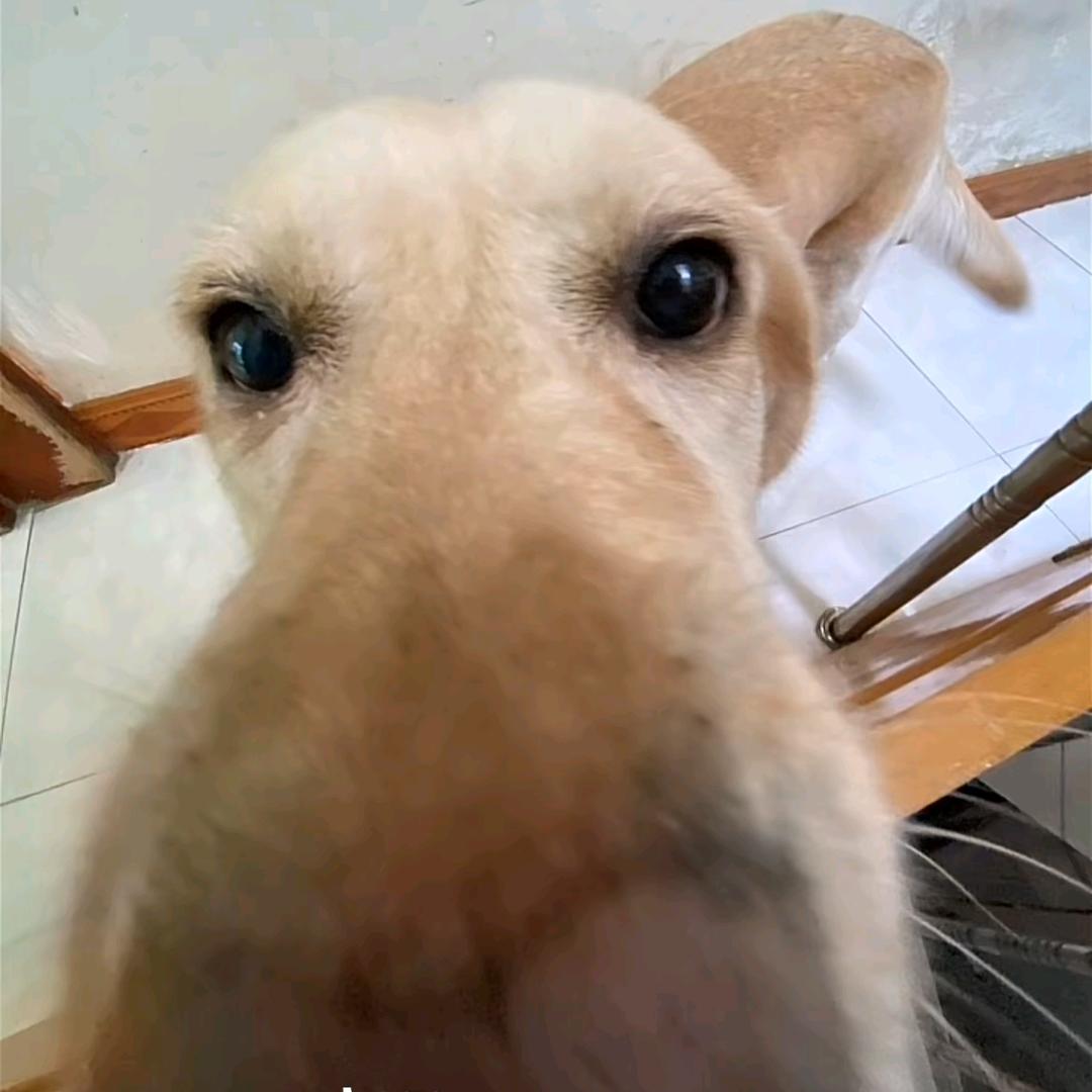 还是虎皮蛋（招财版）