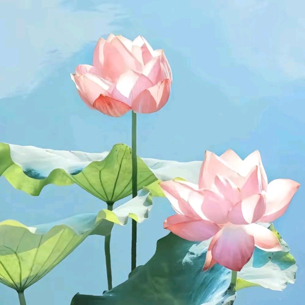 风景随心