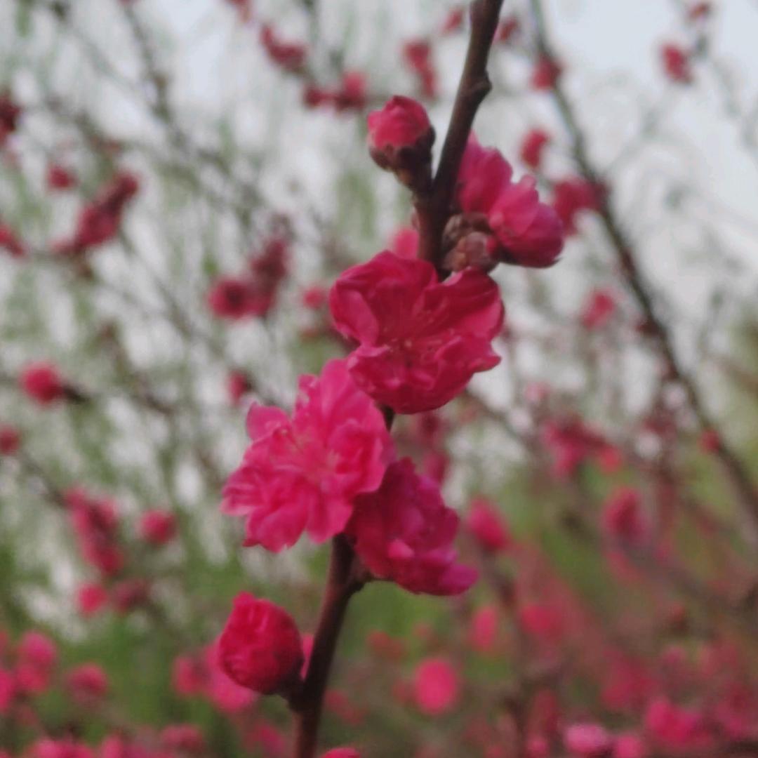 汤汤阿精选优品