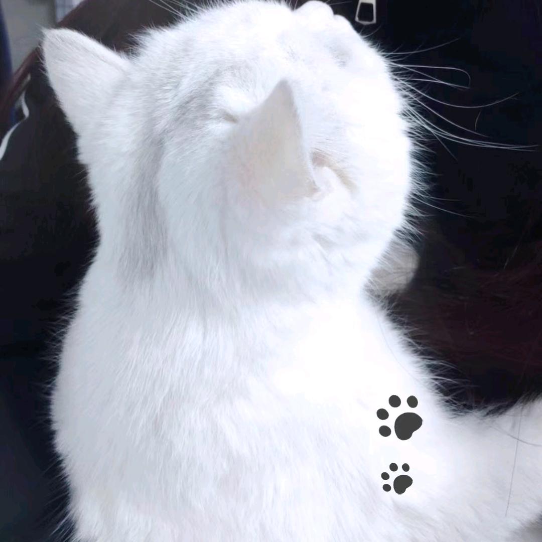 苏苏.