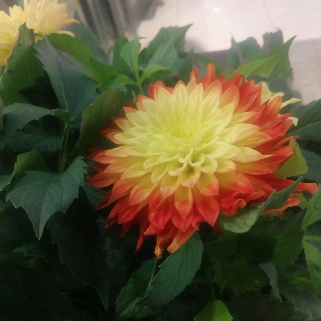 小礼物