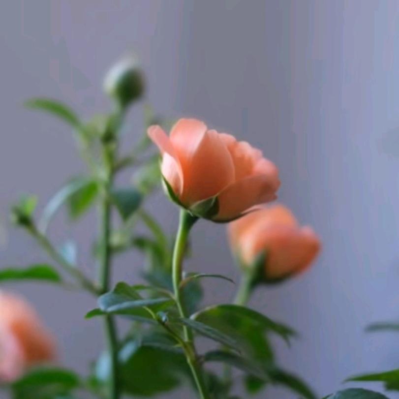 ღ᭄＊柒月＊꧔ꦿ᭄