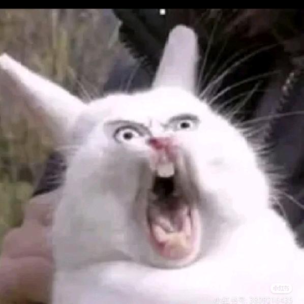 你算哪块小饼干🍪