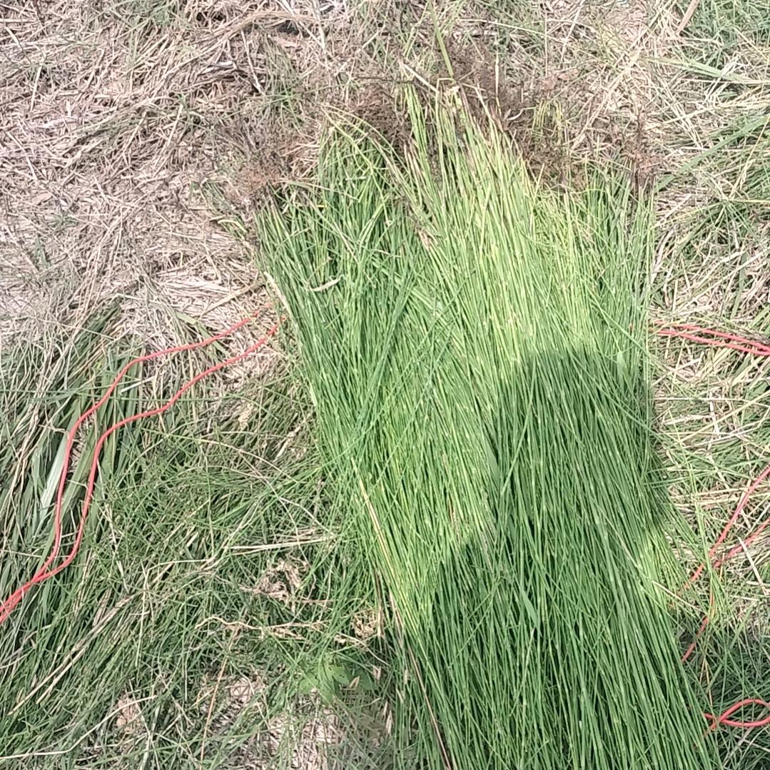 爱做美食的王大厨