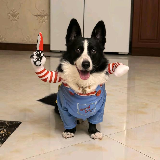 小狗探险家🐾🐾