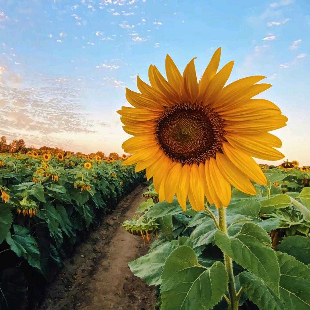 🌈🌈思念是一种病