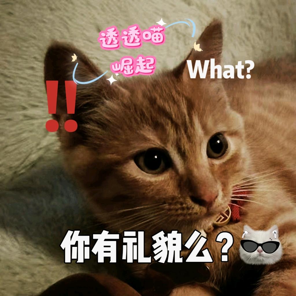 透透喵崛起