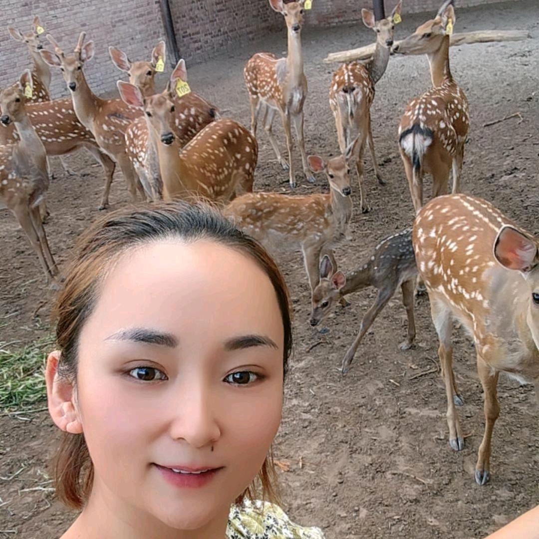 阿克苏市养马鹿 梅花鹿的南姐