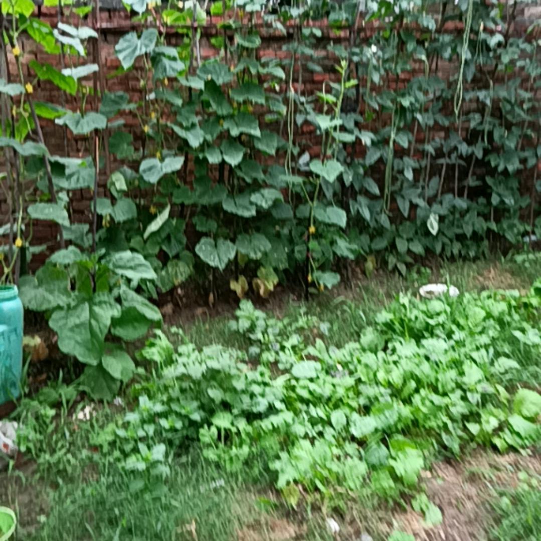 蔡苹
