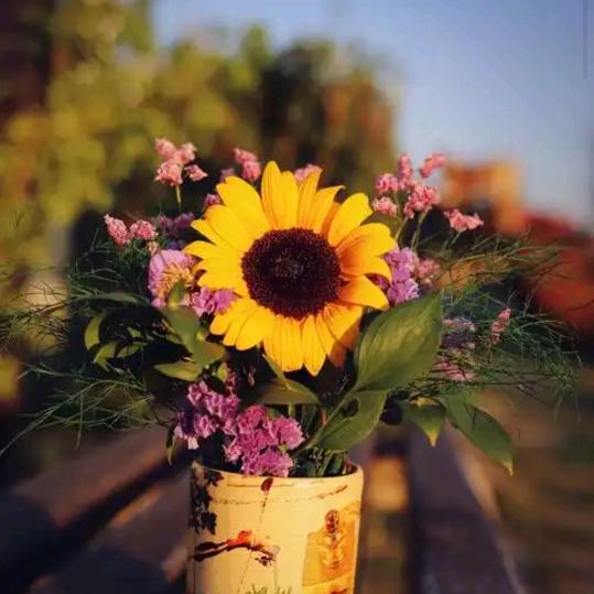 扬帆起航，板王