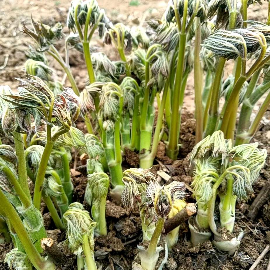 种植精品山野菜