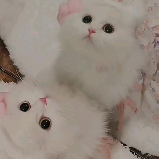 叨叨叨