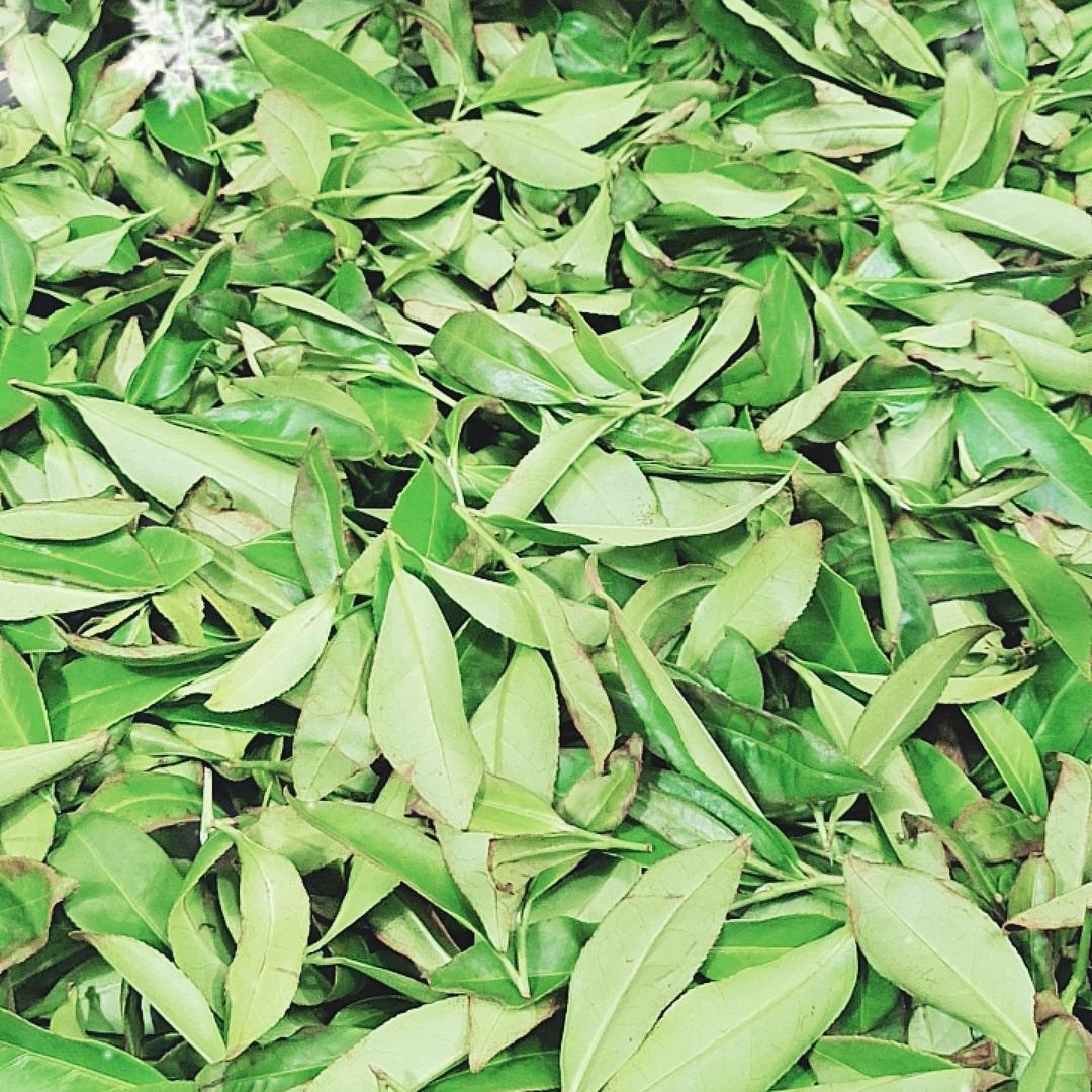 @龙伞岭茶厂