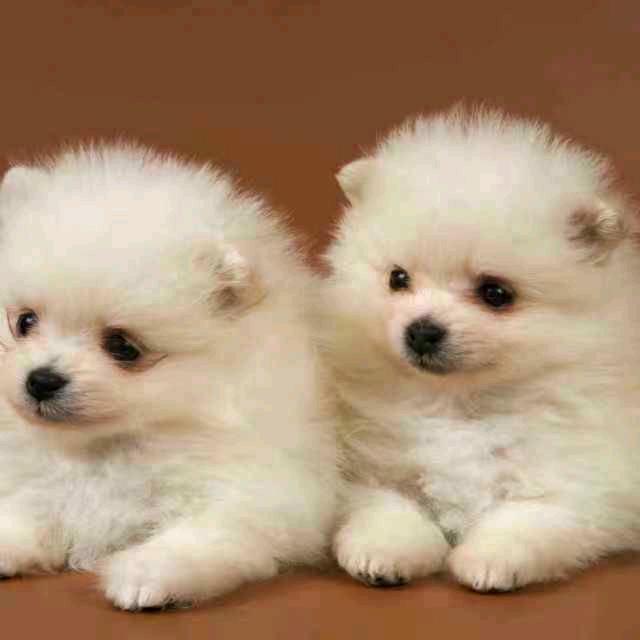 傻妞《拒绝私聊 》