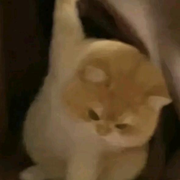 哆哆爱打游戏