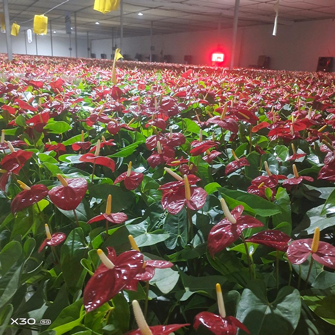 @⭐@🌙，加工背包