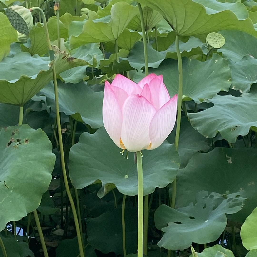 夏花