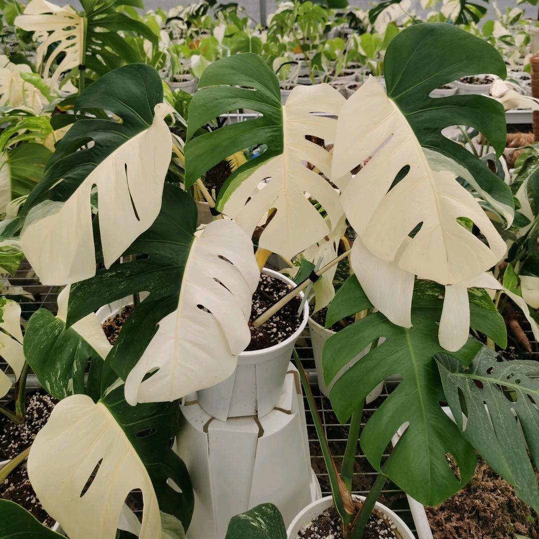 阿睿花卉