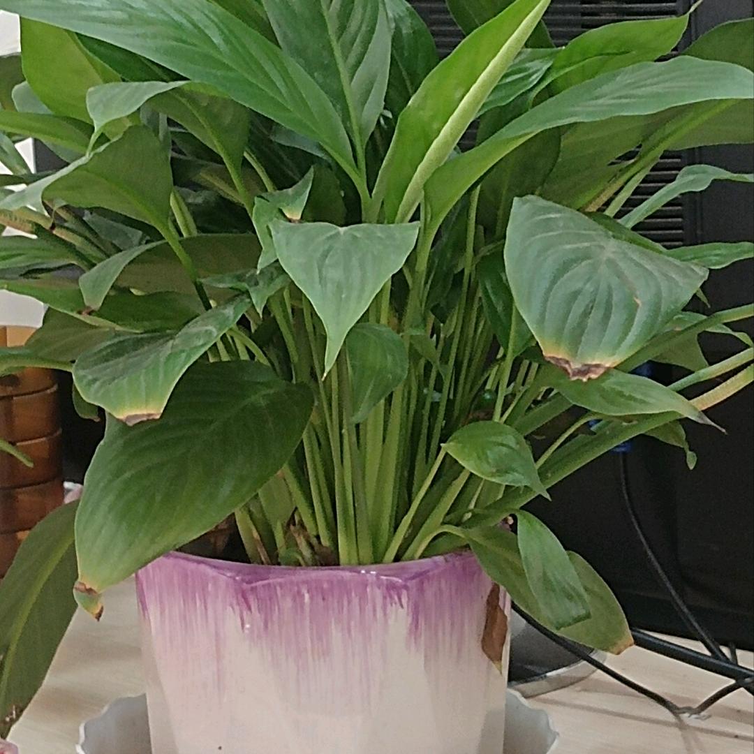 苹果树