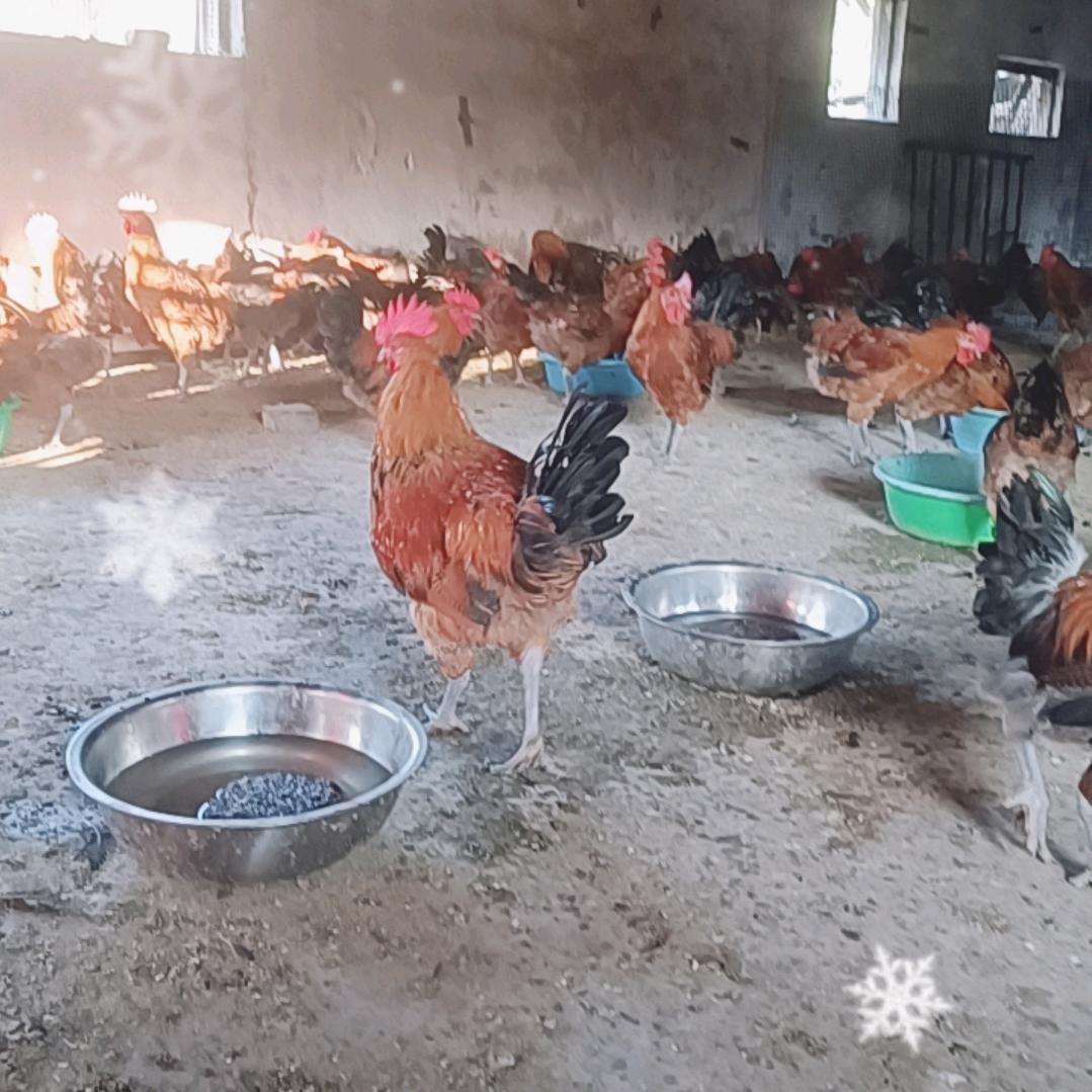 新泰鸡哥